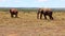 Sideway tracking of pair of elephants walking on steppe. Offroad car driving through footage. Safari park, South Africa