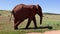 Sideway tracking of single African elephant walking in grass. Majestic thick skinned mammal in meadow. Safari park