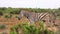 Sideway tracking of single zebra walking between vegetation. African animal in wildlife. Safari park, South Africa