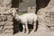 Sideways image of an andean white llama