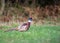 Sideways image of pheasant
