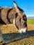 Sideways photograph of a donkey head in the country