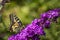 A sideways portrait of a butterfly called the queen page or its scientific name papilio machaon