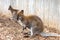 Sideways Wallaby Portrait with One in the Background