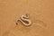 Sidewinder rattle Snake Moving