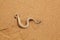 Sidewinder Snake moving