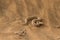 Sidewinder snake in the Namib desert