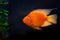 Sidewise, in profile view of a goldfish