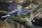 Siebenrock\'s snake-necked turtle (Chelodina siebenrocki).