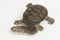 Siebenrock`s snake necked turtle on white background