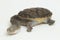 Siebenrock`s snake necked turtle on white background