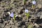 Siebers Crocus Tricolor