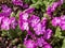 The Siebold Primrose or the Japanese primrose (primula sieboldii) flowering with inflorescence