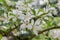 Siebold`s crabapple Malus toringo var. sargentii, close-up white flowers