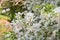 Siebold`s crabapple Malus toringo var. sargentii, white flowers