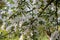 Siebold`s crabapple Malus toringo var. sargentii, white inflorescence