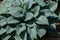 Siebold\'s hosta (Hosta sieboldiana).