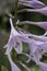 Siebold`s plantain lily Hosta sieboldii, inflorescence in close-up