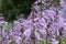 Siebold`s plantain lily Hosta sieboldii, lavender-coloured inflorescence