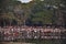 Siem Reap, Cambodia - 15 January 2019 - A lot of people waiting for sunrise in Angkor Wat, Cambodia