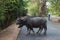 Siem Reap, Cambodia - 26 March 2018: two buffalo and tourist on bikes on road. Angkor Wat road scene with tourists.