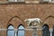 Sienese wolf in front of the Siena Cathedral