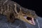 Sierra Gorda rock lizard Xenosaurus mendozai