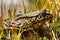 Sierra Nevada Yellow Legged Frog