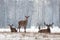 Siesta.Small Herd Of Noble Reindeer Red Deer,Cervus Elaphus,Cervidae Resting On A Hillock At Background Of Foggy Winter Forest