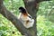 Sifaka lemur looking around his back