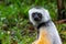 A Sifaka lemur sits in the grass and watches what happens in the area