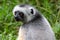 A Sifaka lemur sits in the grass and watches what happens in the area