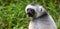 A Sifaka lemur sits in the grass and watches what happens in the area