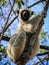 Sifaka Lemur, Tsingy de Bemaraha Strict Nature Reserve, Melaky, Bekopaka, Madagascar