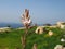 SIGGIEWI, MALTA - Mar 16, 2014: Branched asphodel and a Maltese girna. hut built in fields, by farmers for shelter