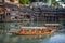 Sighseeing boats with tourists in Fenghuang