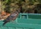 Sight of a black raven, a crow on the edge of a green plastic tank