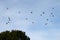 A sight of a flock of pigeons flying in the sky.