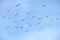 A sight of a flock of pigeons flying in the sky.