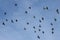 A sight of a flock of pigeons flying in the sky.