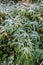 The sight of frost falling on the Kuma bamboo grass on the plateau in autumn.