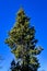Sight of a Japanese juniper growing straight against a blue sky background.