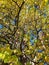 Sight skyward forest canopy yellow and green colored under cloudless deep blue sky