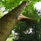 Sight of the splintered trunk of a fallen tree, which narrowly missed a house after heavy wind in Berlin