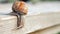 Sight, steps and slow motion into the abyss. Snails crawl on a gray board in sunny weather. Macro, super close up.