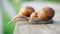 Sight, steps and slow motion into the abyss. Snails crawl on a gray board in sunny weather. Macro, super close up.