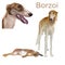 Sighthound dog vector