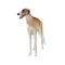 Sighthound dog vector