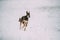 Sighthound Hortaya Borzaya Dog During Hare-hunting At Winter Day