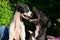 Sighthound puppies